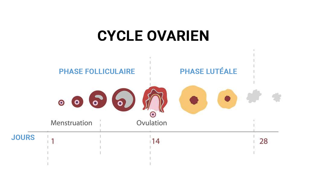 le cycle ovarien, cycle féminin, phases du cycle féminin