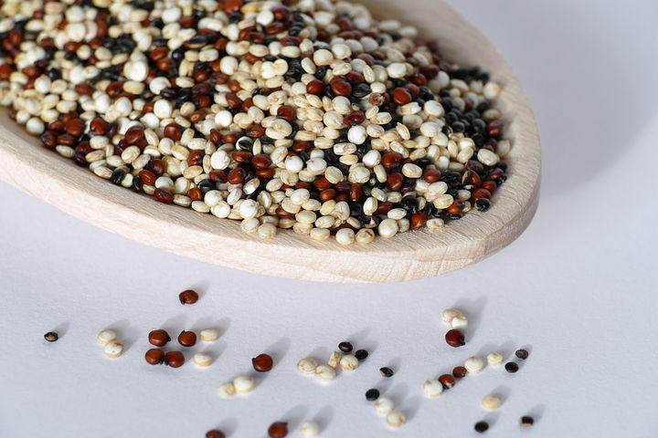 le quinoa, graine sans gluten et riche en nutriments